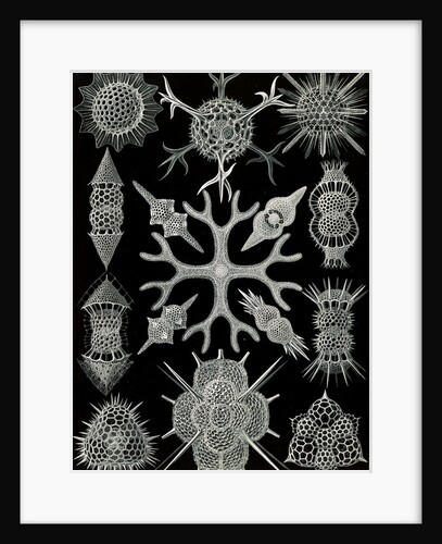 Microorganisms. Spumellaria by Ernst Haeckel