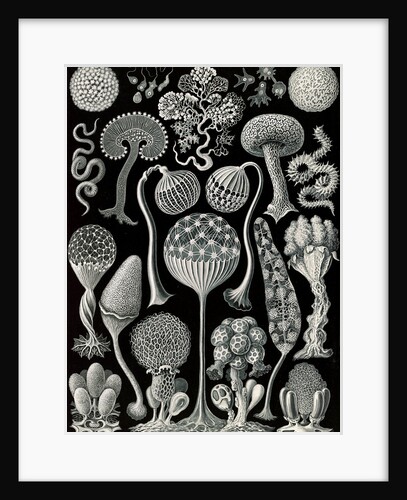 Slime molds. Mycetozoa by Ernst Haeckel
