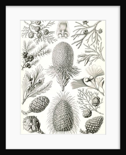 Conifers. Coniferae by Ernst Haeckel
