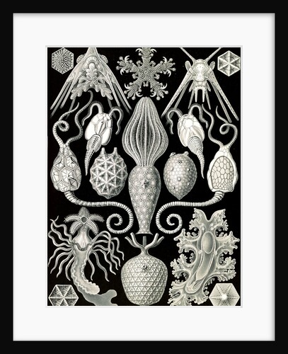 Marine animals. Amphoridea by Ernst Haeckel