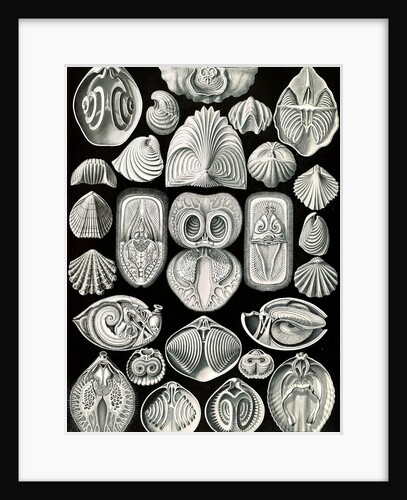 Marine animals. Spirobranchia by Ernst Haeckel