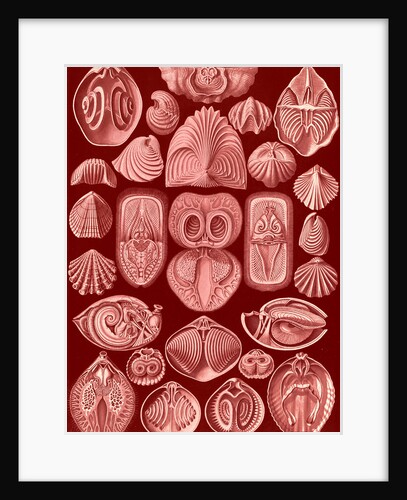 Marine animals. Spirobranchia by Ernst Haeckel