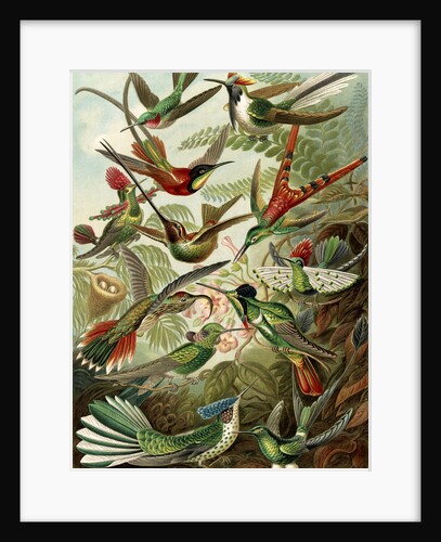 Hummingbirds. Trochilidae by Ernst Haeckel