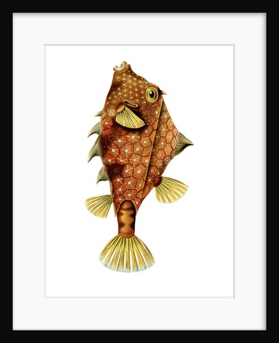 A boxfish. Ostraciontes by Ernst Haeckel