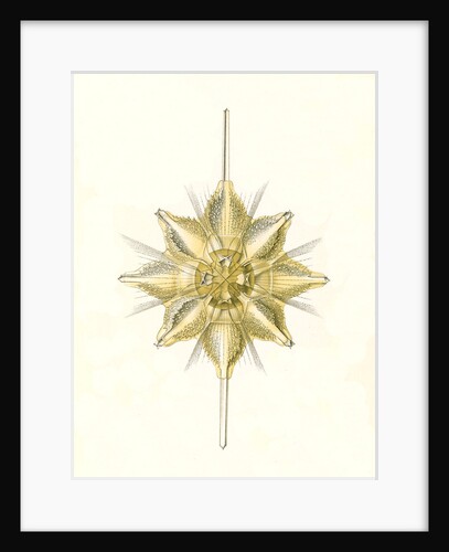 Marine animals. Acanthometra by Ernst Haeckel