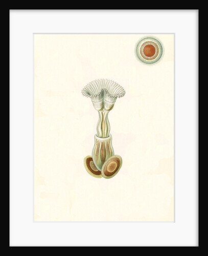 Aquatic invertebrates. Bryozoa by Ernst Haeckel