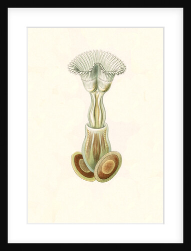 Aquatic invertebrates. Bryozoa by Ernst Haeckel