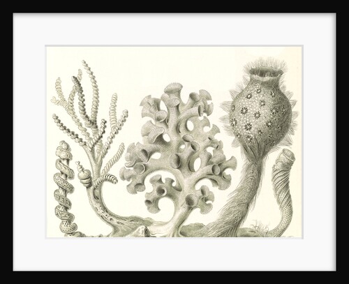 Glass sponges. Hexactinellae by Ernst Haeckel