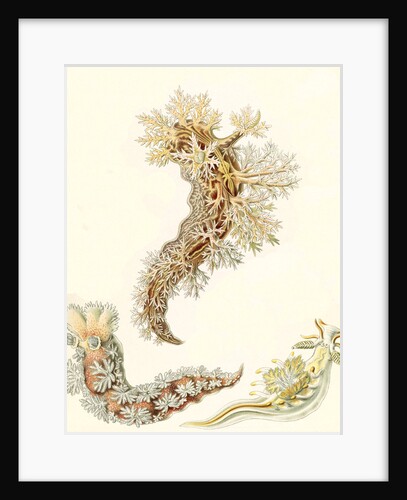 Marine mollusks. Nudibranchia by Ernst Haeckel