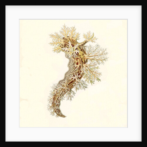 Marine mollusks. Nudibranchia by Ernst Haeckel