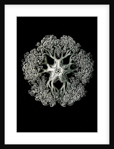 Starfish and details of starfish anatomy. Ophiodea by Ernst Haeckel