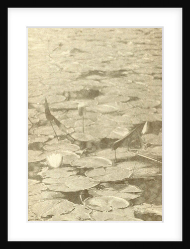 Water Lilies by William B. Post