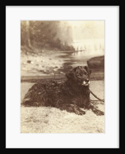 Portrait of a dog who saved the life of W.A. Blokhuis in the fire at his factory at night on 20-21 July 1886 by Abraham Koorenhoff
