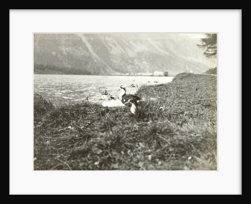 Ducks on the shore of a lake by Anonymous