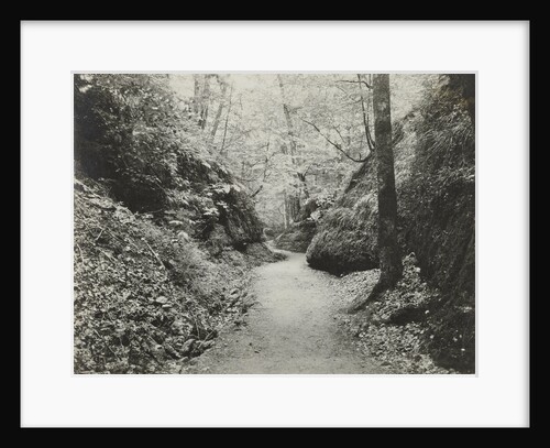 Forest road by Anonymous