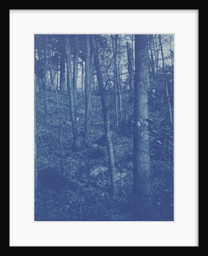 View of a forest from a holiday house by Anonymous