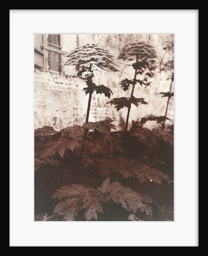 Study of Plants by Eugène Atget