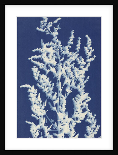 Lamb's Quarters or White Goosefoot by Bertha E. Jaques