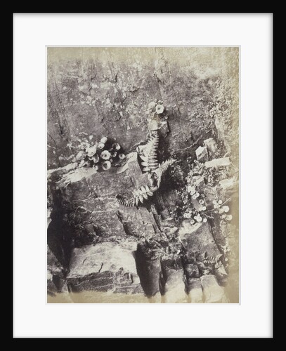 Plant Study by Hugh Owen