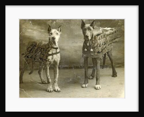 Portrait two dogs toymaker advertising texts Turman cigarettes by Anonymous