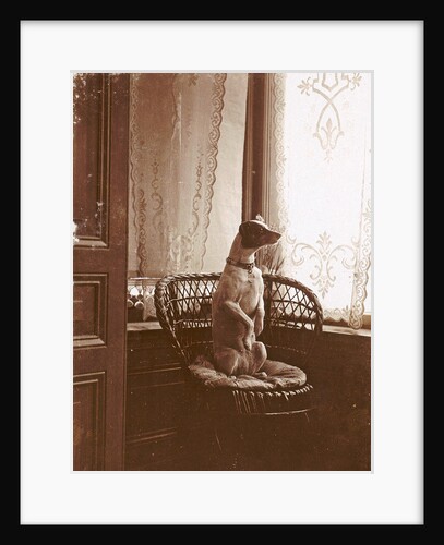 dog sitting up in a chair by a window by Anonymous