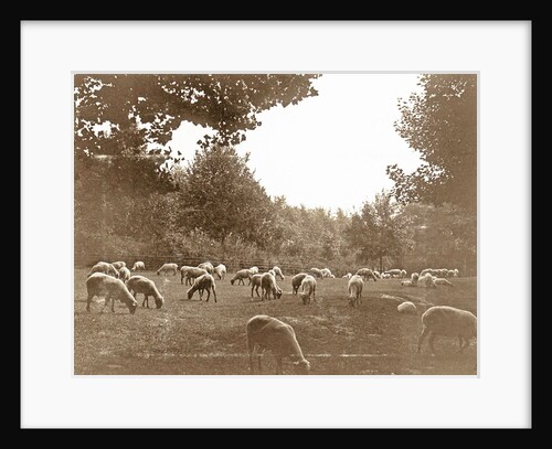 Flock of sheep in a meadow by Anonymous