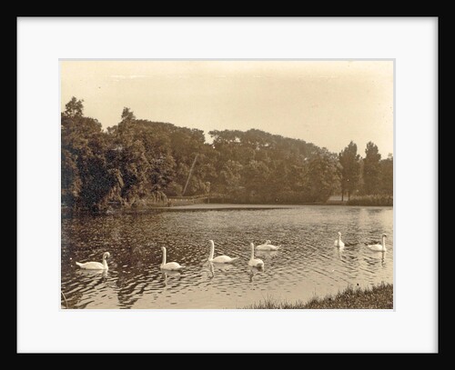 Swans on the water in the background trees by Anonymous
