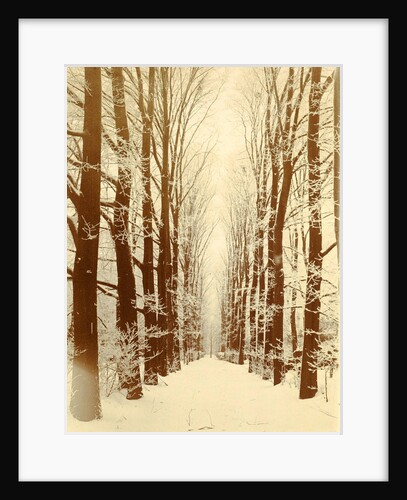 Snowy lane in a park, possibly Amsterdam by Anonymous