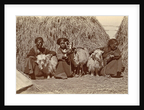Tibetan women with goats for haystacks by D.T. Dalton