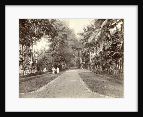 European and Indian people along an avenue in the Dutch East Indies by Anonymous