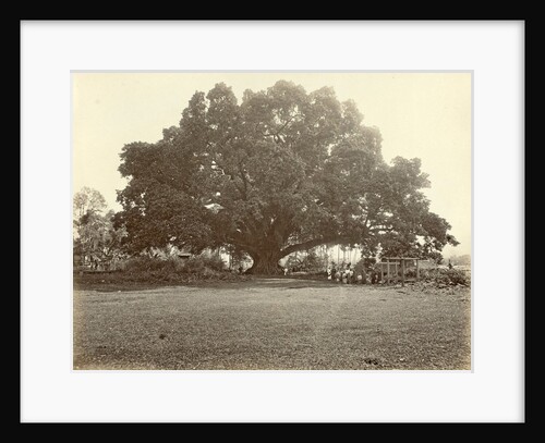 Indian people under a large tree in the Dutch East Indies by Anonymous
