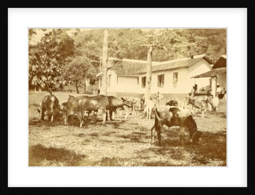 leper colony Dana Raja: cattle and buildings by Anonymous