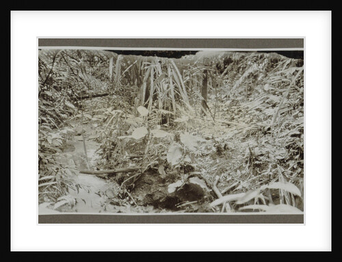 Vegetation on the banks of a stream by Anonymous