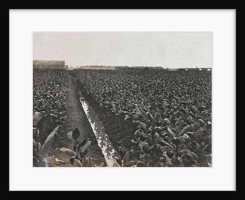 Sumatra indonesia tobacco field by Carl J. Kleingrothe