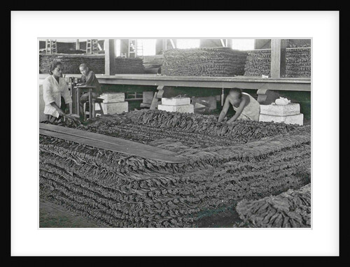 Sumatra indonesia, the stacking of tobacco in barn by Anonymous