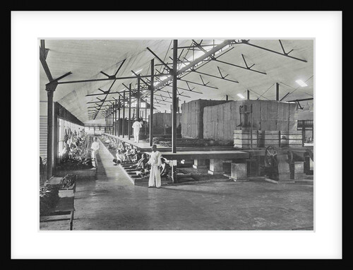 Sumatra, sorters in fermentable barn, Indonesia by Anonymous