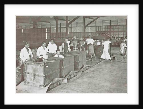 Sumatra, grabbing and squeezing tobacco in barn by Carl J. Kleingrothe