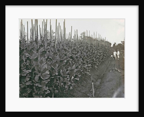 Sumatra indonesia Boeloe Sjina tobacco fields (Deli Mij) with planters by Anonymous