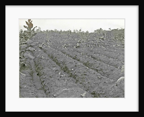 Sumatra indonesia Boeloe Sjina tobacco fields ravaged by storm by Anonymous