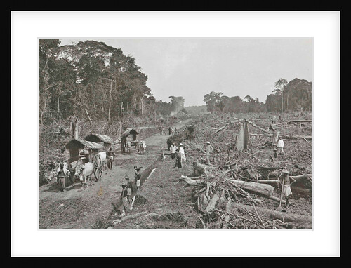 Sumatra indonesia, felling virgin forest for instance tobacco field by Carl J. Kleingrothe