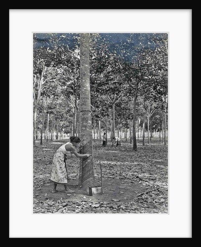 Sumatra indonesia rubber tapping woman by Anonymous