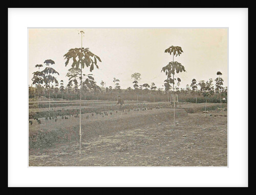 Sumatra indonesia bibit fields by Anonymous