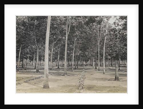 Sumatra indonesia, the cleaning of the rubber plantation by Anonymous