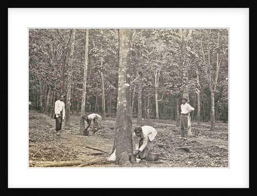Sumatra, native population and a tree for rubber tapping, Indonesia by Anonymous