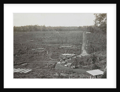 Sumatra indonesia, construction tobacco field by Carl J. Kleingrothe