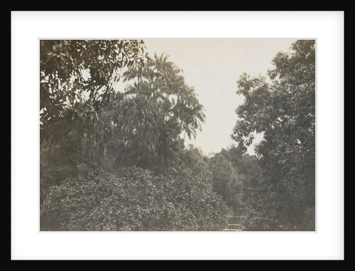 Singapore botanical garden by Anonymous