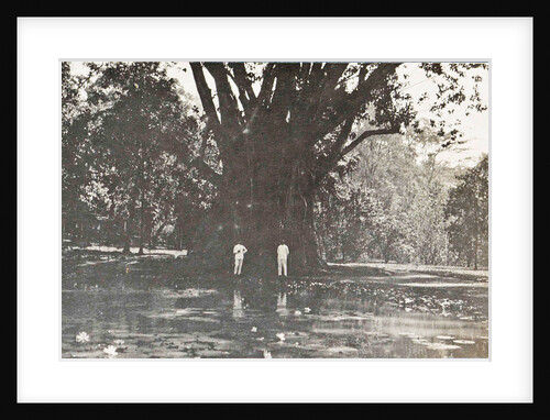 Buitenzorg, the botanical garden with small pond, Indonesia by Anonymous