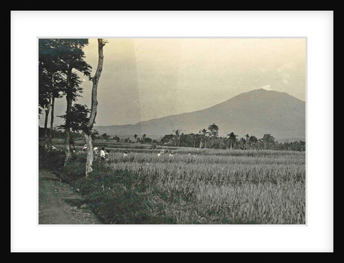 Priangan, the fields, Indonesia by Anonymous