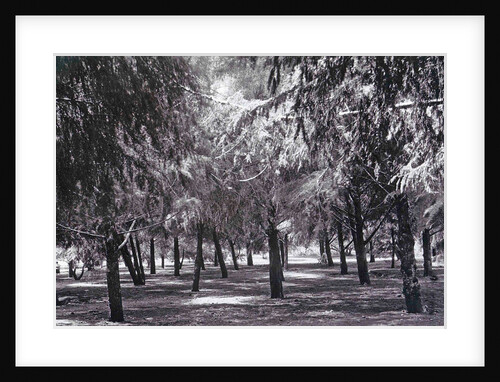 Java, Indonesia, hotel Tjiseroepan at Garvet, garden by Anonymous