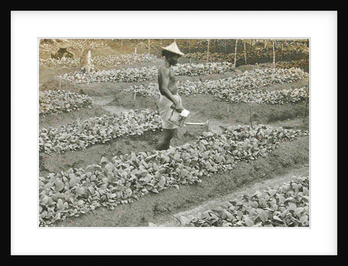 Sumatra indonesia, man waters the bibit by Anonymous